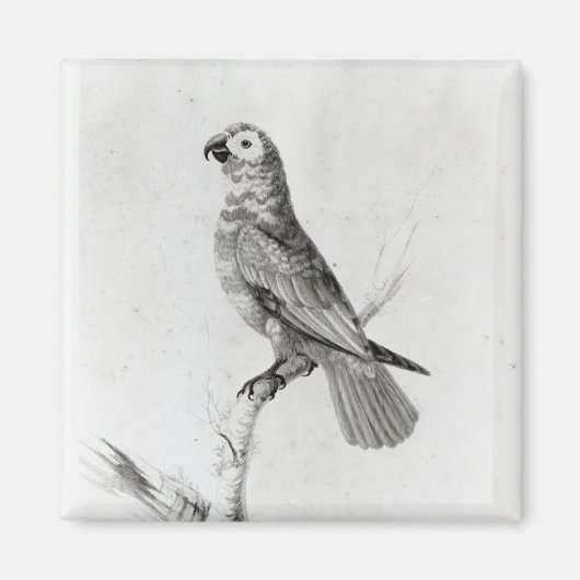 A Parrot, 1786 Magneet (Voorkant)