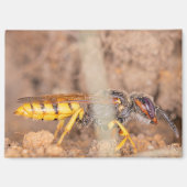 A photograph of a wasp on a magnet (Voorkant)