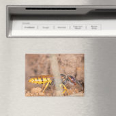 A photograph of a wasp on a magnet (Insitu (Vaatwasser))