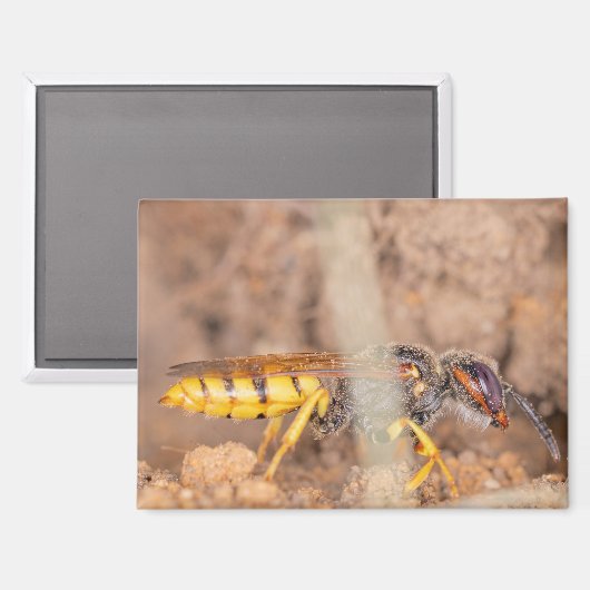 A photograph of a wasp on a magnet (Voorkant / Achterkant)