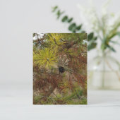 A Pinecone Briefkaart (Staand voorkant)