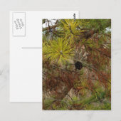 A Pinecone Briefkaart (Voorkant / Achterkant)