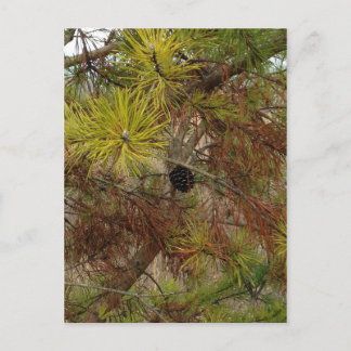 A Pinecone Briefkaart