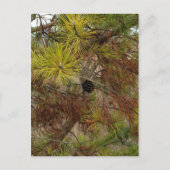 A Pinecone Briefkaart (Voorkant)