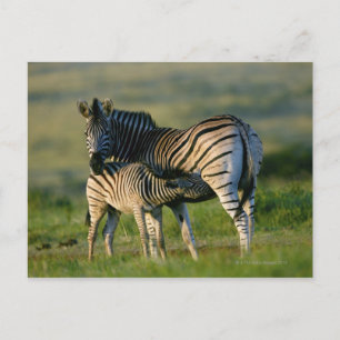 A Plains Zebra dat haar veulen voedt, Kwazulu-Nata Briefkaart