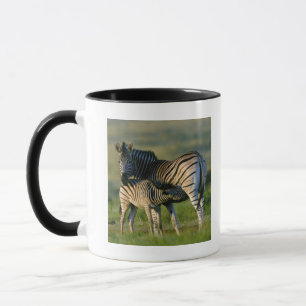A Plains Zebra dat haar veulen voedt, Kwazulu-Nata Mok
