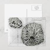 A Plan of King Georges Island of Otheite, 1769 Briefkaart (Voorkant / Achterkant)