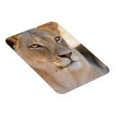 A portret of a Lioness looking into the afstand Magneet (Rechterzijde)