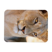 A portret of a Lioness looking into the afstand Magneet (Horizontaal)