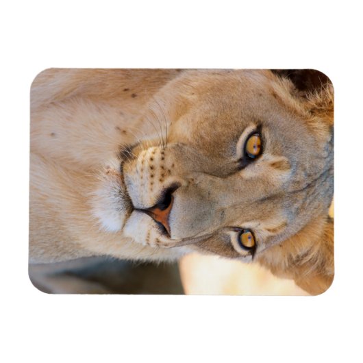 A portret of a Lioness looking into the afstand Magneet (Horizontaal)