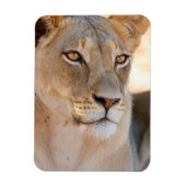 A portret of a Lioness looking into the afstand Magneet (Verticaal)