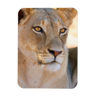 A portret of a Lioness looking into the afstand Magneet