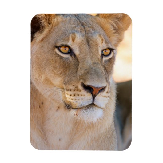 A portret of a Lioness looking into the afstand Magneet (Verticaal)