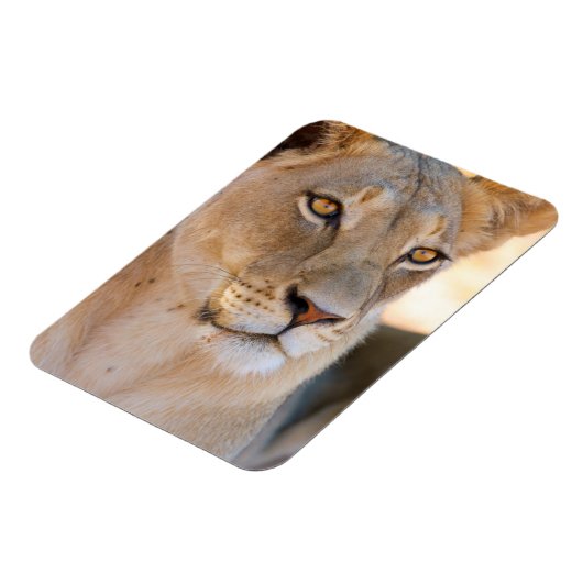 A portret of a Lioness looking into the afstand Magneet (Linkerzijde)