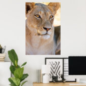 A portret of a Lioness looking into the afstand Poster (Thuiskantoor)