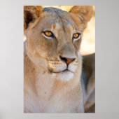 A portret of a Lioness looking into the afstand Poster (Voorkant)