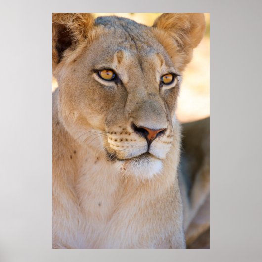 A portret of a Lioness looking into the afstand Poster (Voorkant)