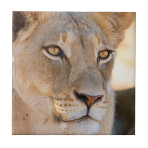 A portret of a Lioness looking into the afstand Tegeltje