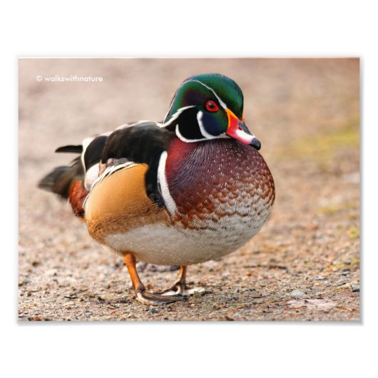 A Posing Wood Duck Drake Foto Afdruk (Voorkant)