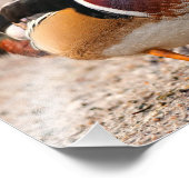 A Posing Wood Duck Drake Foto Afdruk (Hoek)