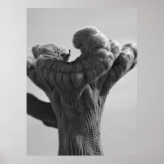 A Rare Saguaro Cactus Poster