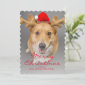 A Red and white Pembroke Welsh Corgi dog Feestdagenkaart (Staand voorkant)