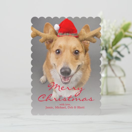 A Red and white Pembroke Welsh Corgi dog Feestdagenkaart (Staand voorkant)