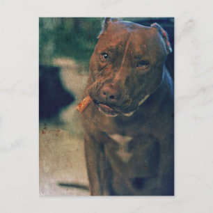 A Red Nose Pit Bull Chewing a Cigar Briefkaart