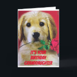 * A ROSE* FOR MY GRANDDAUGHTER "YOUR BIRTHDAY CARD KAART<br><div class="desc">SOME TIMES WE CAN'T SEE YOUR **GRANDDAUGHTER** IN PERSON IT IS SO "NICE" TO BE ABLE TO SEND A CARD. THIS DOG IS SO EXCITED THAT YOU CHOSE HIM TO HELP YOU TODAY~~ ~ THANK YOU FOR STOPPING BY ONE OF MY EIGHT STORES AND HAVE A GREAT DAY</div>