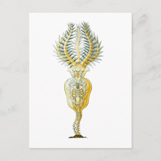 A Rotifer Briefkaart (Voorkant)