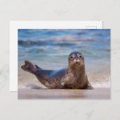 A seal on a beach along the Pacific Coast Briefkaart (Voorkant / Achterkant)