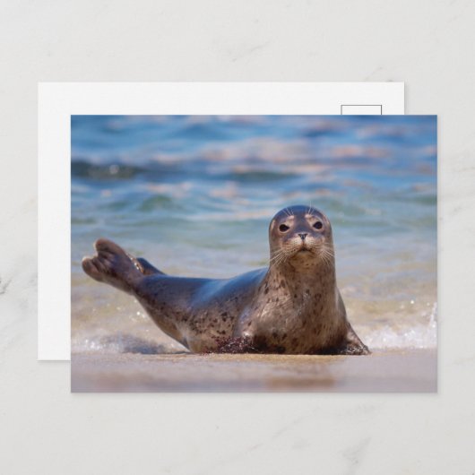 A seal on a beach along the Pacific Coast Briefkaart (Voorkant / Achterkant)