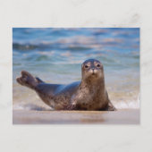 A seal on a beach along the Pacific Coast Briefkaart (Voorkant)