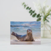 A seal on a beach along the Pacific Coast Briefkaart (Staand voorkant)