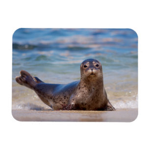 A seal on a beach along the Pacific Coast Magneet
