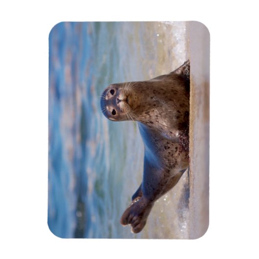 A seal on a beach along the Pacific Coast Magneet (Verticaal)