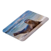 A seal on a beach along the Pacific Coast Magneet (Linkerzijde)