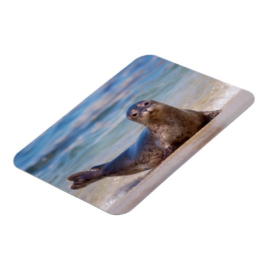A seal on a beach along the Pacific Coast Magneet (Linkerzijde)
