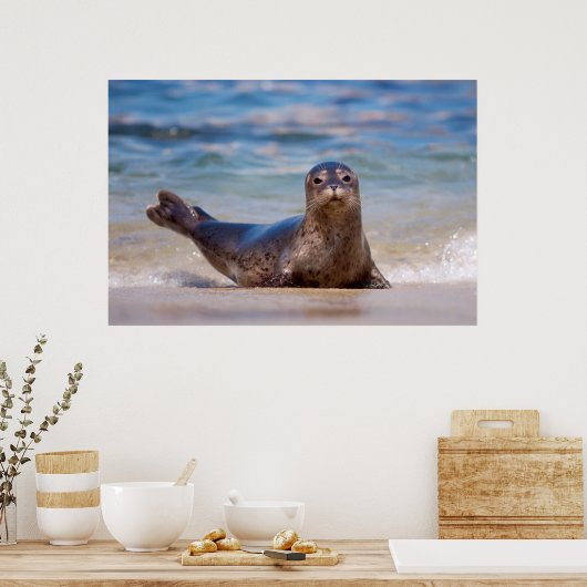 A seal on a beach along the Pacific Coast Poster (Keuken)