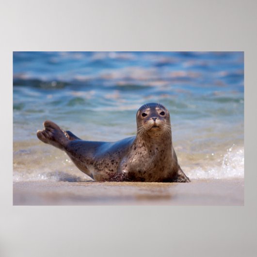 A seal on a beach along the Pacific Coast Poster (Voorkant)