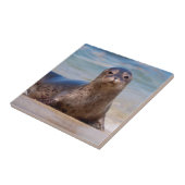 A seal on a beach along the Pacific Coast Tegeltje (Zijkant)