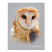 A Serene Barn Owl Foto Afdruk (Voorkant)
