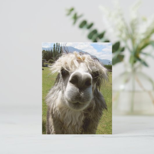 A Shaggy Alpaca Briefkaart (Staand voorkant)
