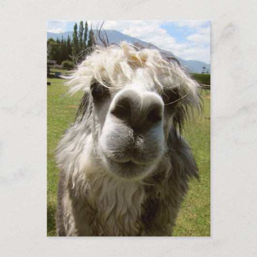 A Shaggy Alpaca Briefkaart (Voorkant)