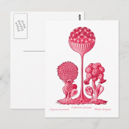 A Slime Mold Briefkaart (Voorkant / Achterkant)