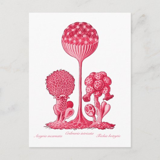 A Slime Mold Briefkaart (Voorkant)