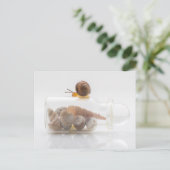 A snail and seashells briefkaart (Staand voorkant)