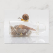 A snail and seashells briefkaart (Voorkant)