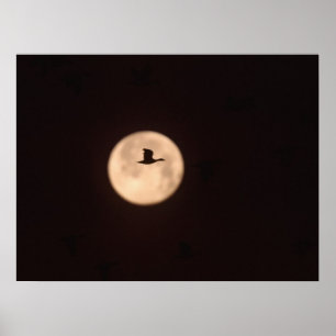 A Snow Goose Against A Full Moon   New Mexico Poster