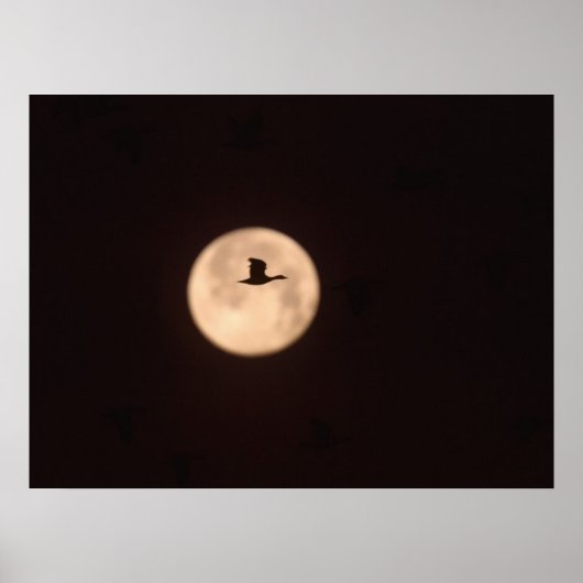 A Snow Goose Against A Full Moon | New Mexico Poster (Voorkant)